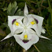 Flickr photo 'White Mariposa Lily (Calochortus Eurycarpus)' by: rvguy.