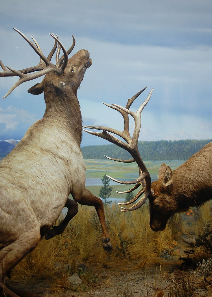 Battling Elk by Scott Michaels