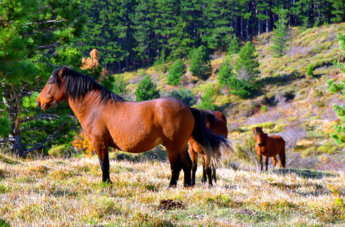 wild italy horse nature italia colours liguria free wildhorses borzonasca giacopiane
