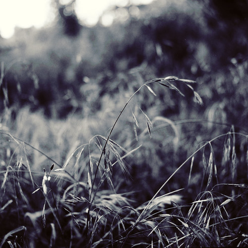 summertime grass | by kristyn jones