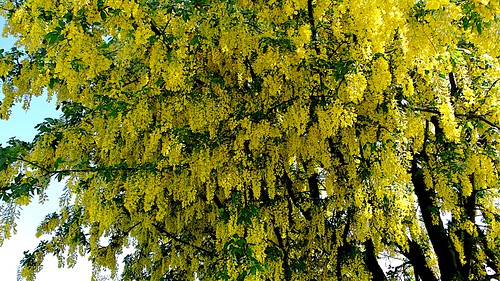 tree yellow alexandrapalace catkins