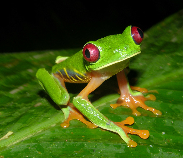 Red-eyed tree frog (Agalychnis callidryas), Panama