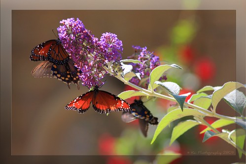 Butterflies by herosipet