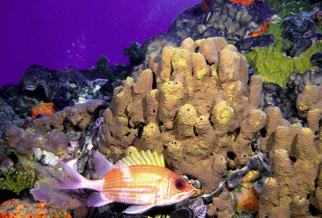 Coral Garden Sponges And Corals In Flower Garden Banks Nat Flickr