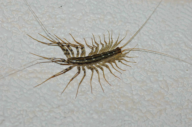 Scutigera coleoptrata (House Centipede / Spinduizendpoot)