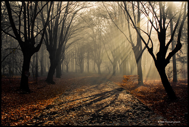 Sunrise in a Serbian Forest