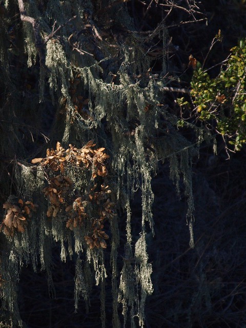 Lichen on oak tree
