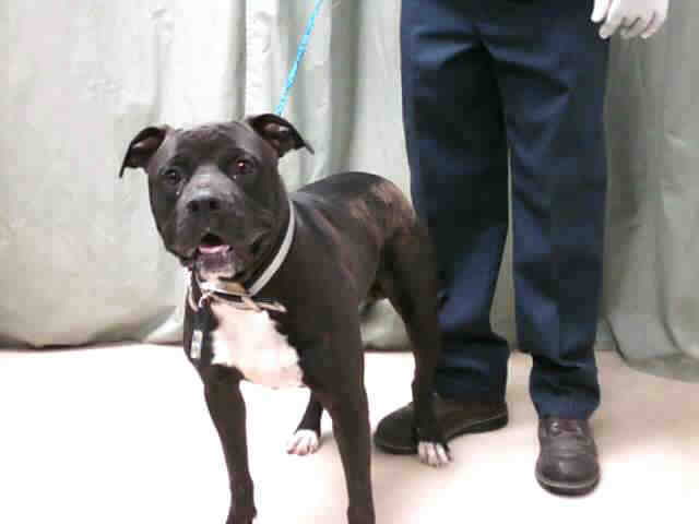 rescue, black, male, abandoned, pits, female, puppy, dead, big, fight, pupp...
