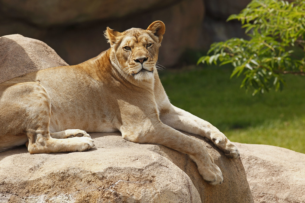 Female Lion | Female Lion resting on top of a large ...