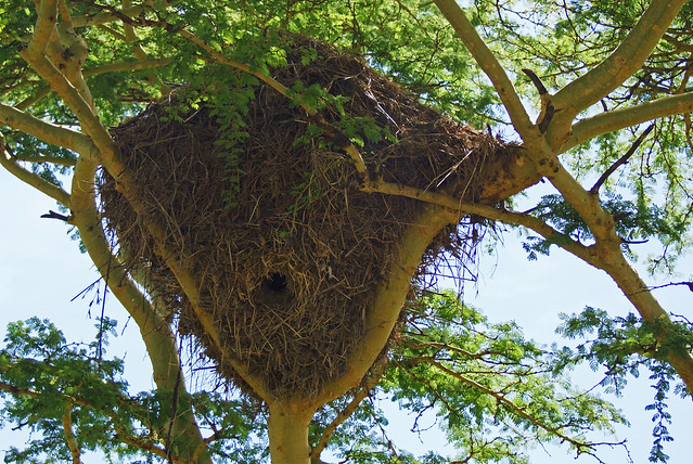 Hammerkop Nest
