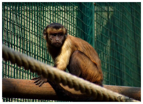 Capucin brun (cebus apella apella) à Besançon | by nicophoto70