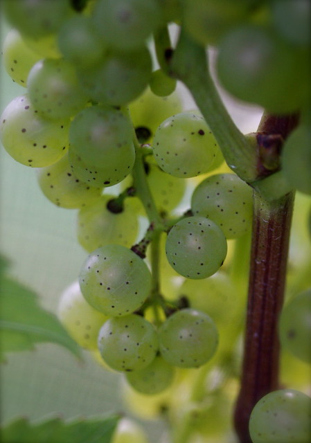 Sunlit grapes