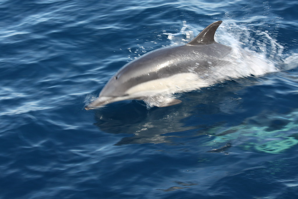 DOLPHIN  Eyecatchers of Kissimmee