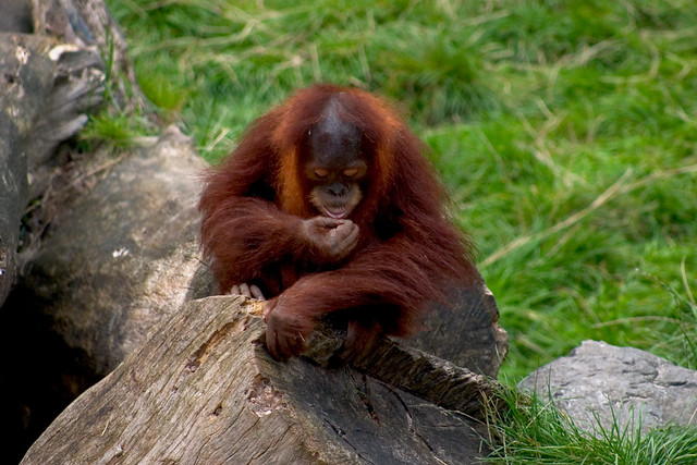 Orangutan Jr.