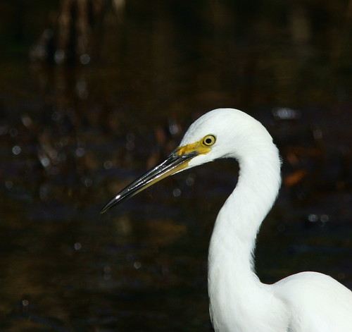 Snowy Egret Closeup | by mghornak