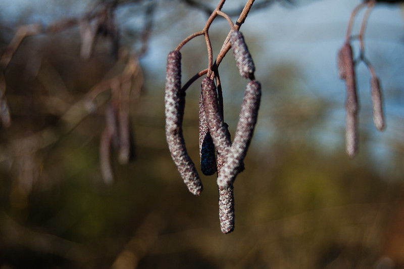 Alder catkins