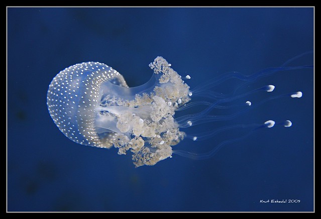 Jellyfish at the Genova aquarium