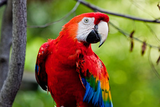 Toronto Zoo-parrot | by leander.canaris