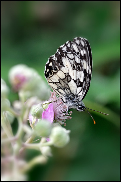 Farfalla 3