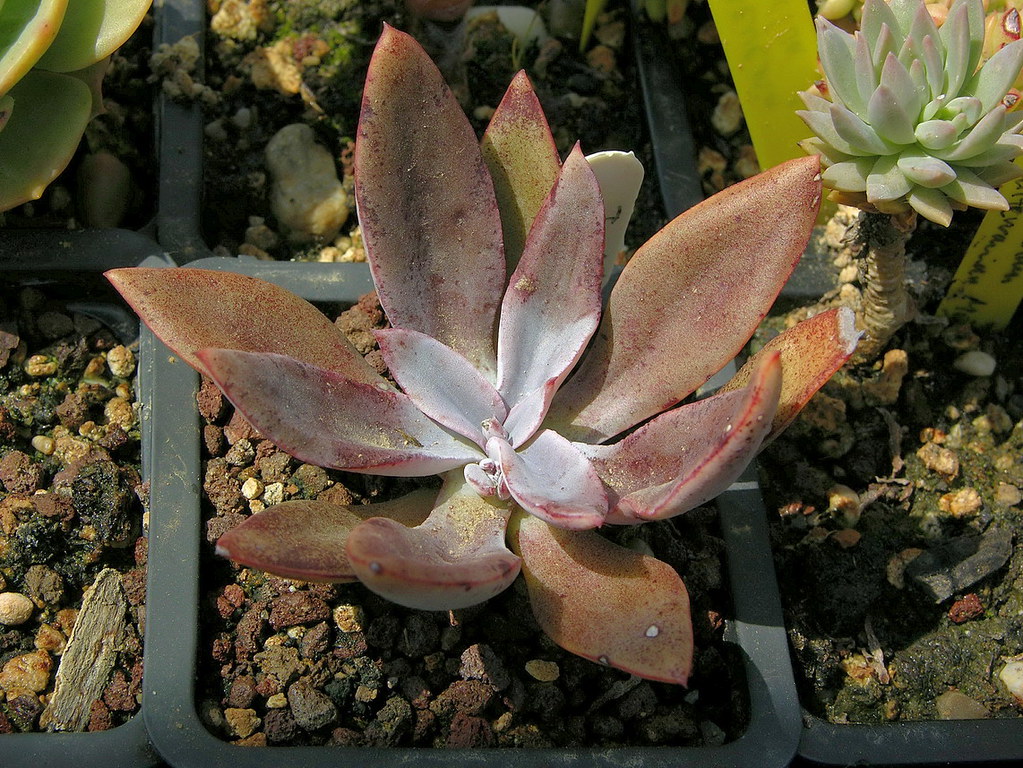 Thompsonella platyphylla