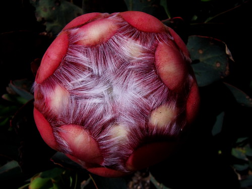 Flower | by scrappy annie