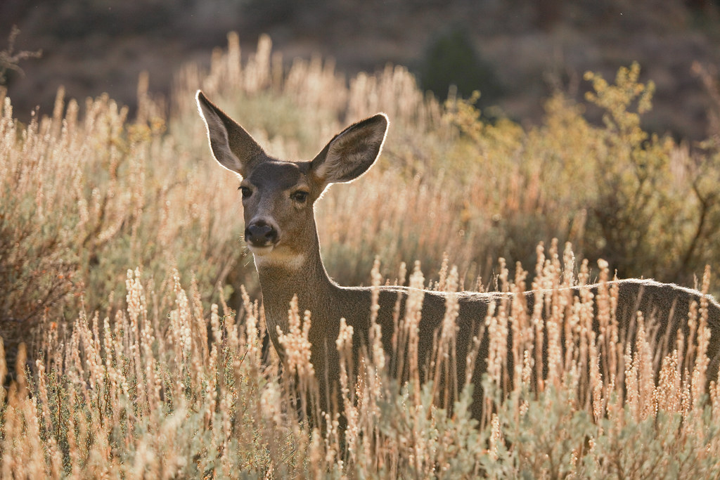 Mule Deer in the Sagebrush | Inyo Mule Deer (Odocoileus hemi… | Flickr