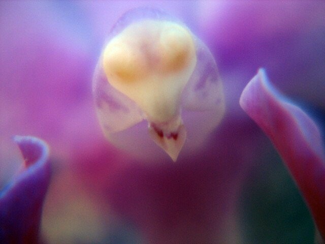 Alien in the orchid