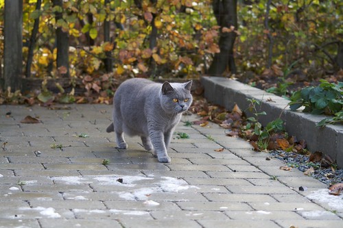 british shorthair golden