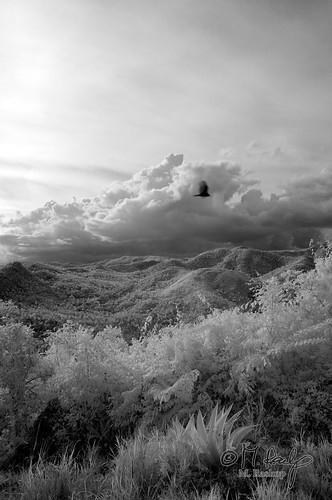 canon landscape ir eos 300d infrared 20mm