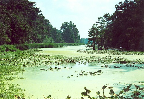 Reelfoot by foxysparrow, These were taken during an APNT trip to the Reelfoot Lake area of NW Tennessee and SW Kentucky.  I d
