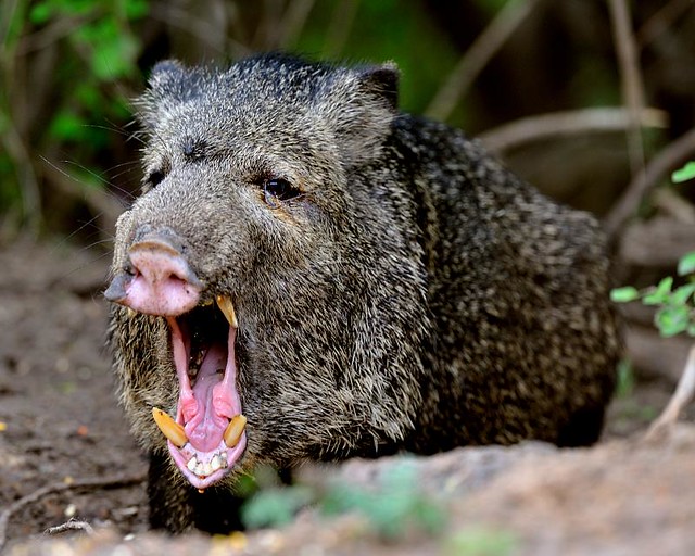 Javelina