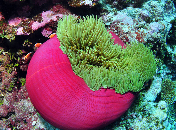 anemone of marion