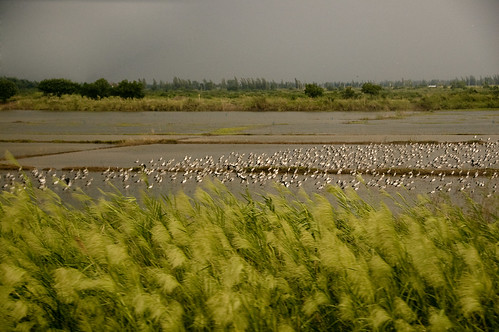 green water grass birds animals thailand nikon asia rice fields nikkor vr afs 尼康 18200mm 亚洲 f3556g d40 ราชอาณาจักรไทย ประเทศไทย ニコン 18200mmf3556g เมืองไทย pakthang