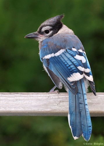 Blue jay fledgling- Geai Bleu juvénile by Eric Bégin