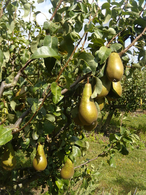 Pears Borough Green to Sevenoaks