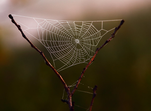 Morning Spider web.