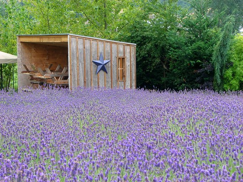 lavender field farm sequim washington open wooden shed wood hotel one star piled benches plants flowers purple green