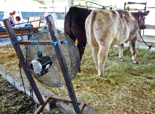 Cow Cooling - Tulelake Fair