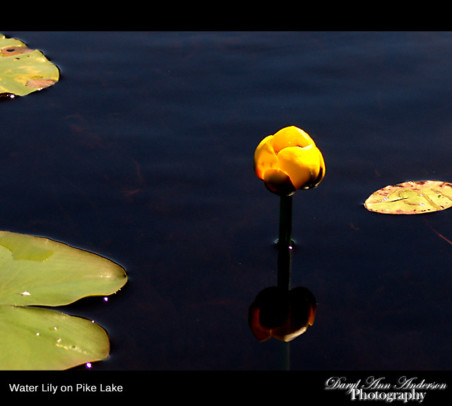 Water Lily on Pike Lake