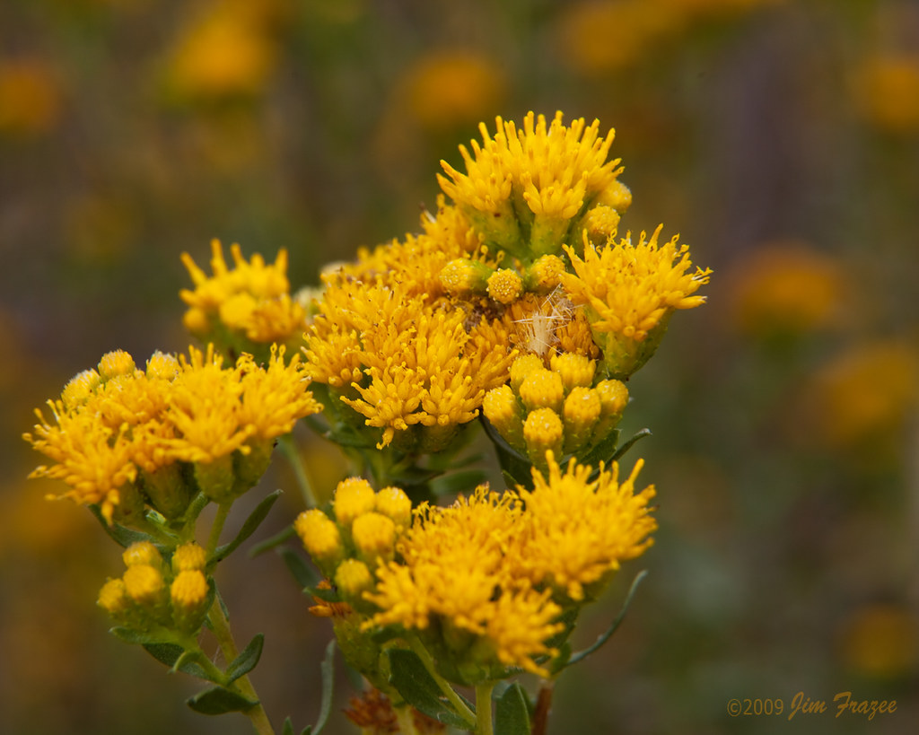 Fall Wildflowers - Buena Vista Lagoon by Jim Frazee