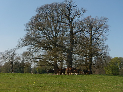Horses under a tree Gerrards Cross to Cookham