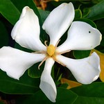 RUBIACEAE 茜草科 - Cape Jasmine (Gardenia jasminoides) 梔子 / 水橫枝
