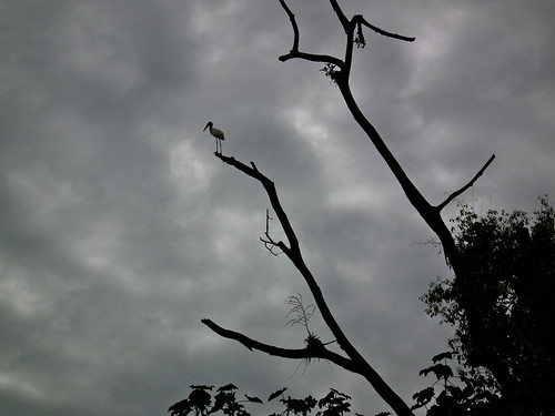 Stork in Amazon