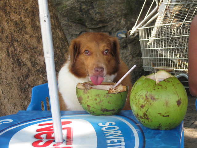 Coconut Dog