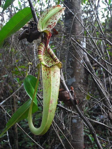 malaysia pitcherplant pelepah
