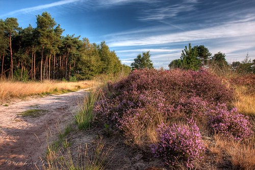trees grass path heather bloom hdr heathland 5exp canon1755