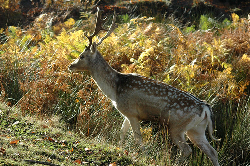 Into the sun A young stag at Knole Park, Sevenoaks, England