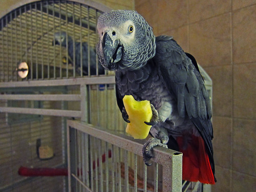 14 Provas de que os papagaios estão entre os animais mais inteligentes e  adoráveis