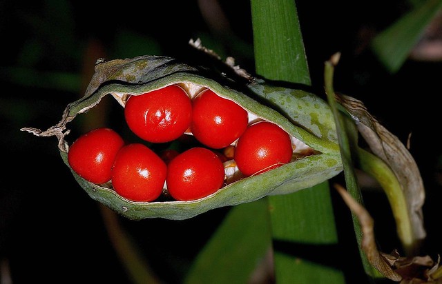 Chamaeiris foetidissima (L.) Medik. - IRIDACEAE - Sierra de Camarolos (Málaga) (3)