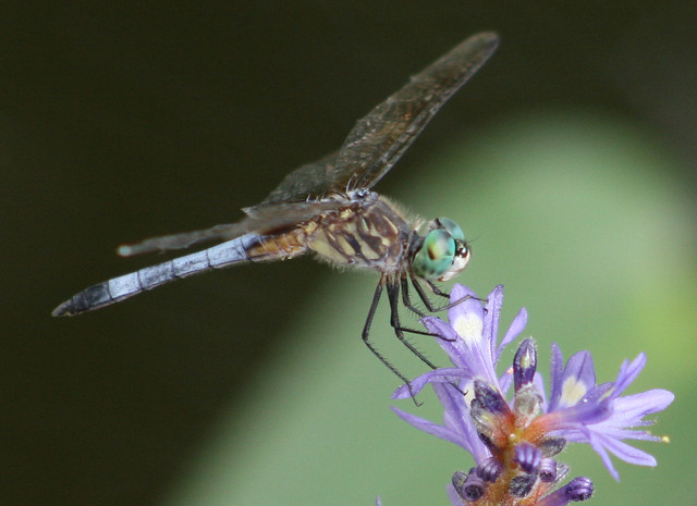 Dragonfly in Austin, Texas